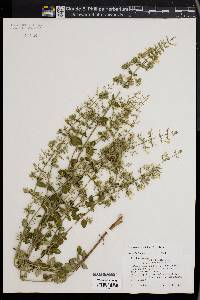 Calamintha nepeta image