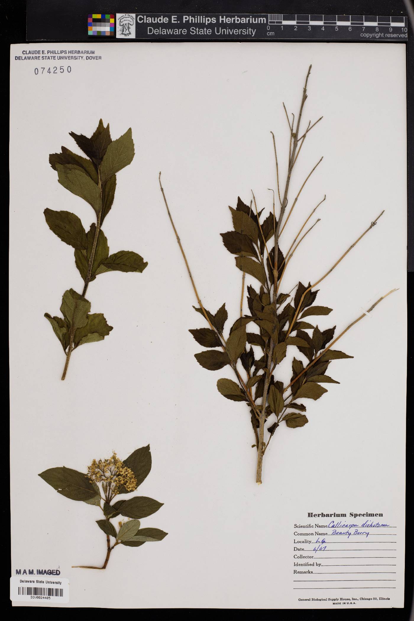 Callicarpa dichotoma image