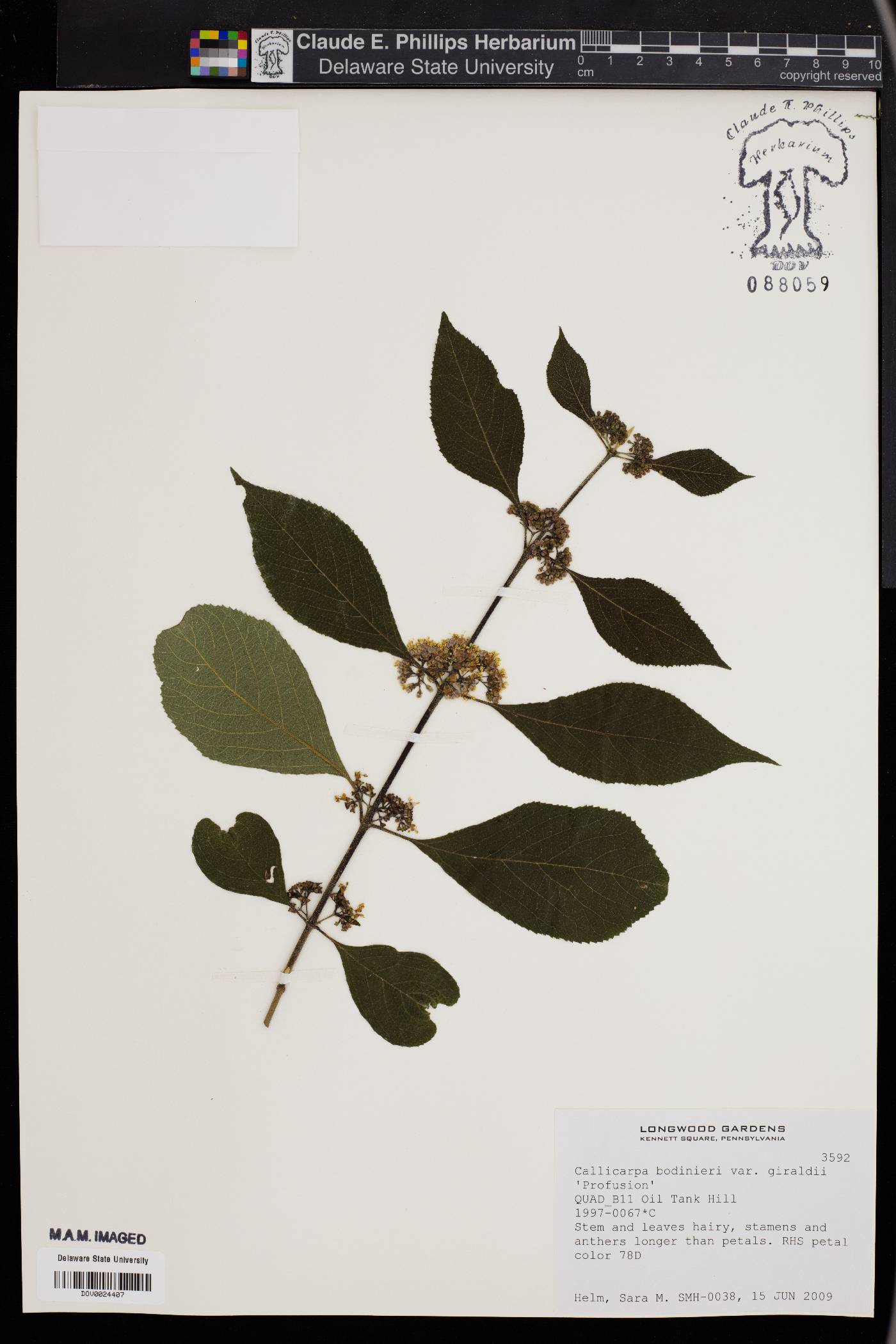 Callicarpa bodinieri image