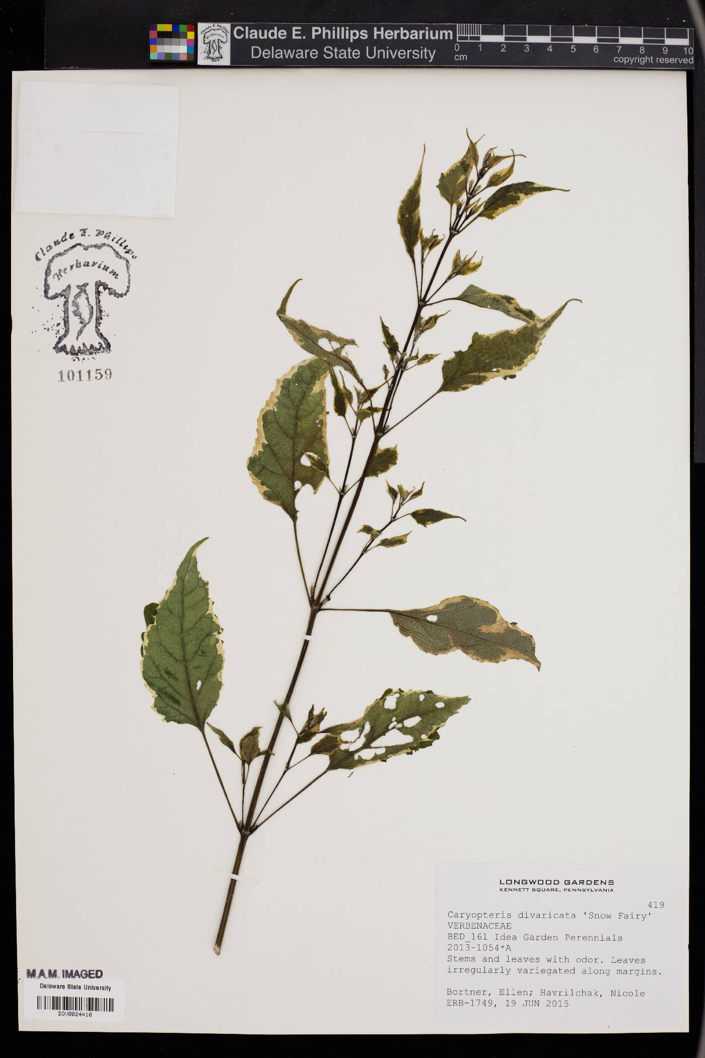 Caryopteris divaricata image