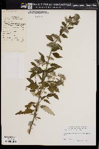 Caryopteris incana image