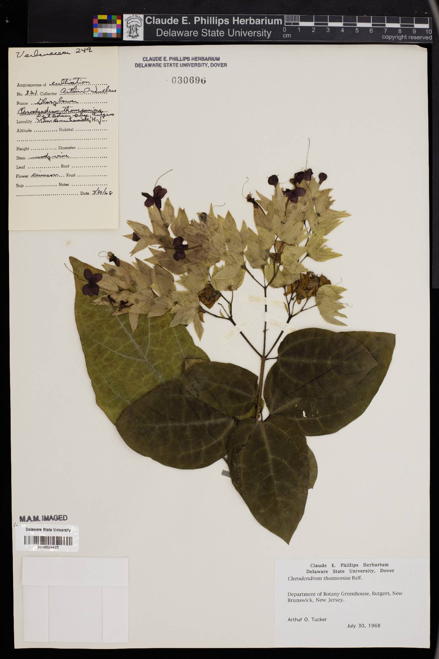 Clerodendrum thomsoniae image