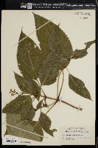 Collinsonia canadensis image