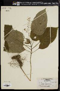 Collinsonia canadensis image