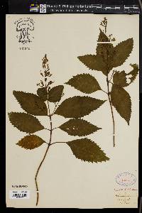 Collinsonia canadensis image