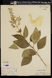 Collinsonia canadensis image