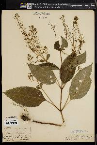 Collinsonia canadensis image