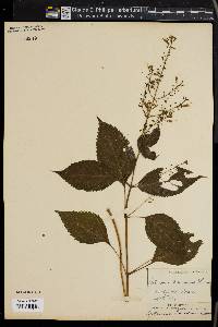 Collinsonia canadensis image