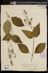 Collinsonia canadensis image