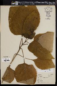 Collinsonia canadensis image