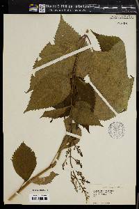 Collinsonia canadensis image