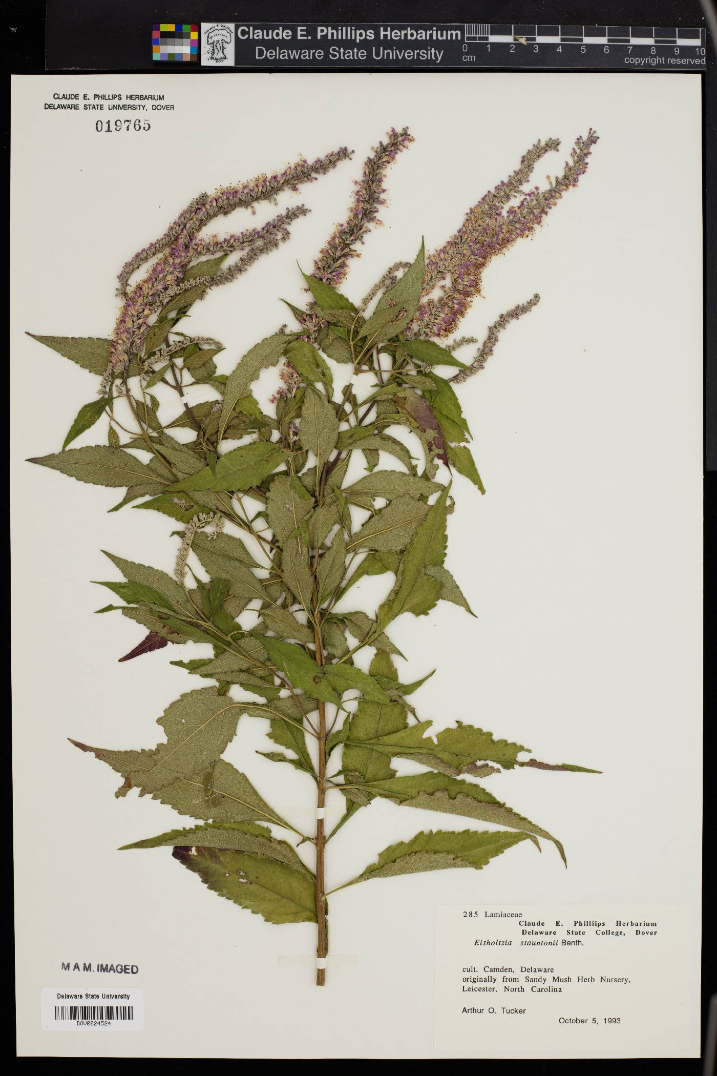 Elsholtzia stauntonii image