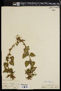 Image of Lamium maculatum