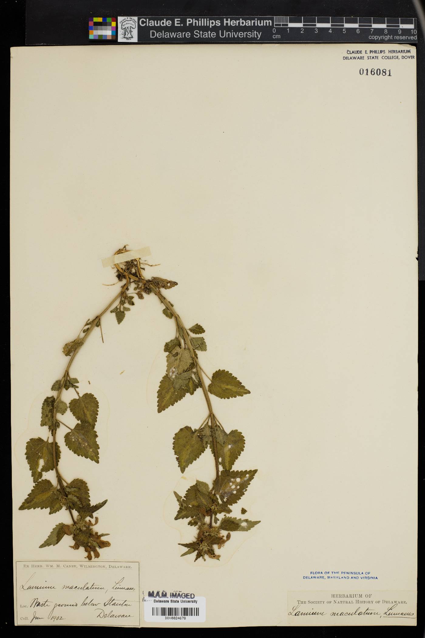 Lamium maculatum image