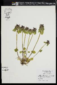 Lamium purpureum image