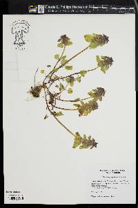 Lamium purpureum image