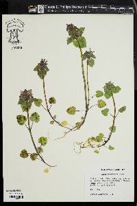 Lamium purpureum image