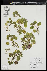 Lamium purpureum image