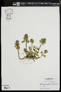 Lamium purpureum image