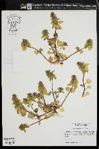 Lamium purpureum image