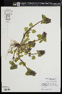 Lamium purpureum image