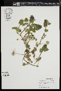 Lamium purpureum image