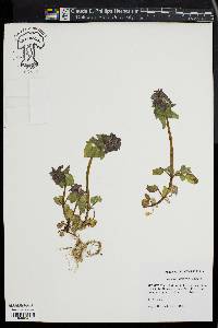 Lamium purpureum image