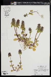 Lamium purpureum image