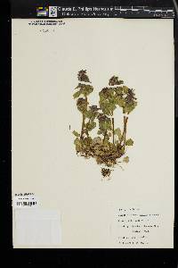 Lamium purpureum image