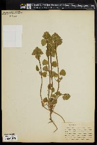 Lamium purpureum image