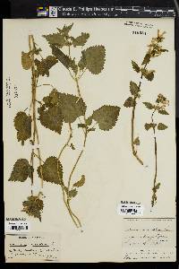 Lamium maculatum image