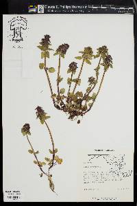 Lamium purpureum image