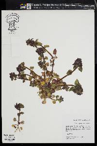 Lamium purpureum image