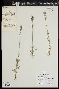 Lavandula angustifolia image