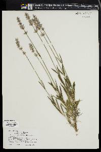 Lavandula angustifolia image