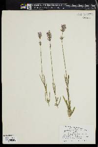 Lavandula angustifolia image