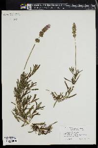 Lavandula dentata image