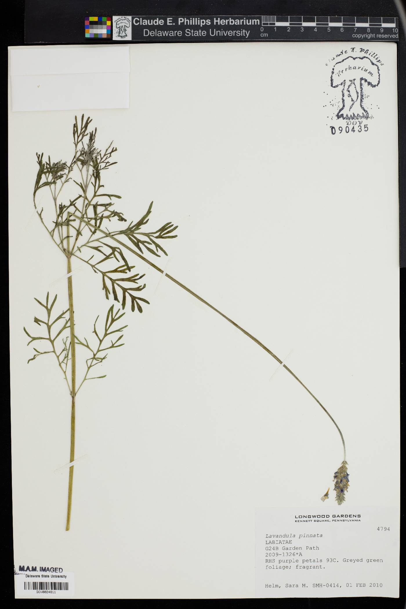 Lavandula pinnata image