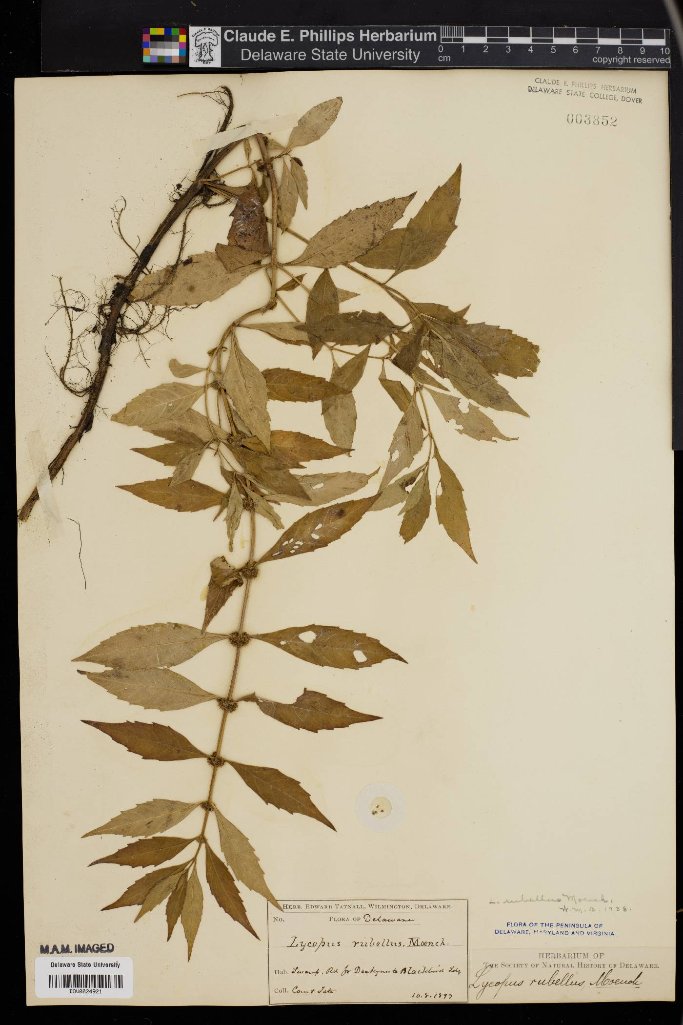 Lycopus angustifolius image