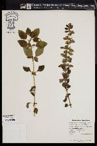 Melissa officinalis image