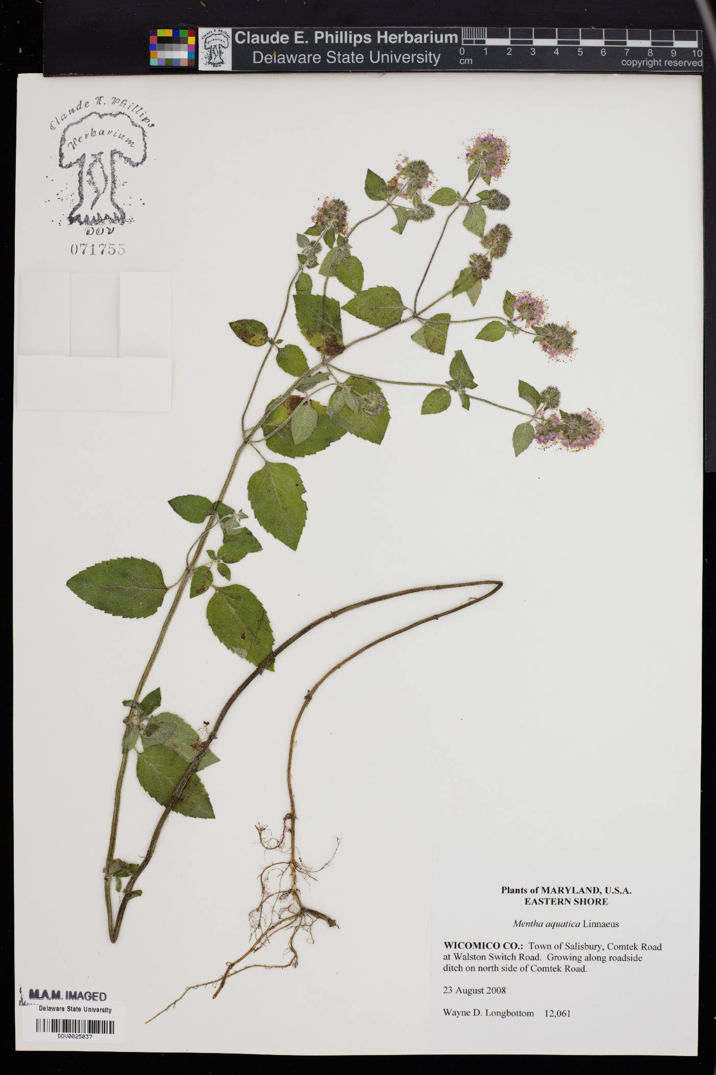 Mentha aquatica image