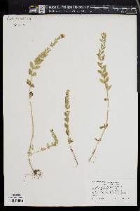 Mentha japonica image