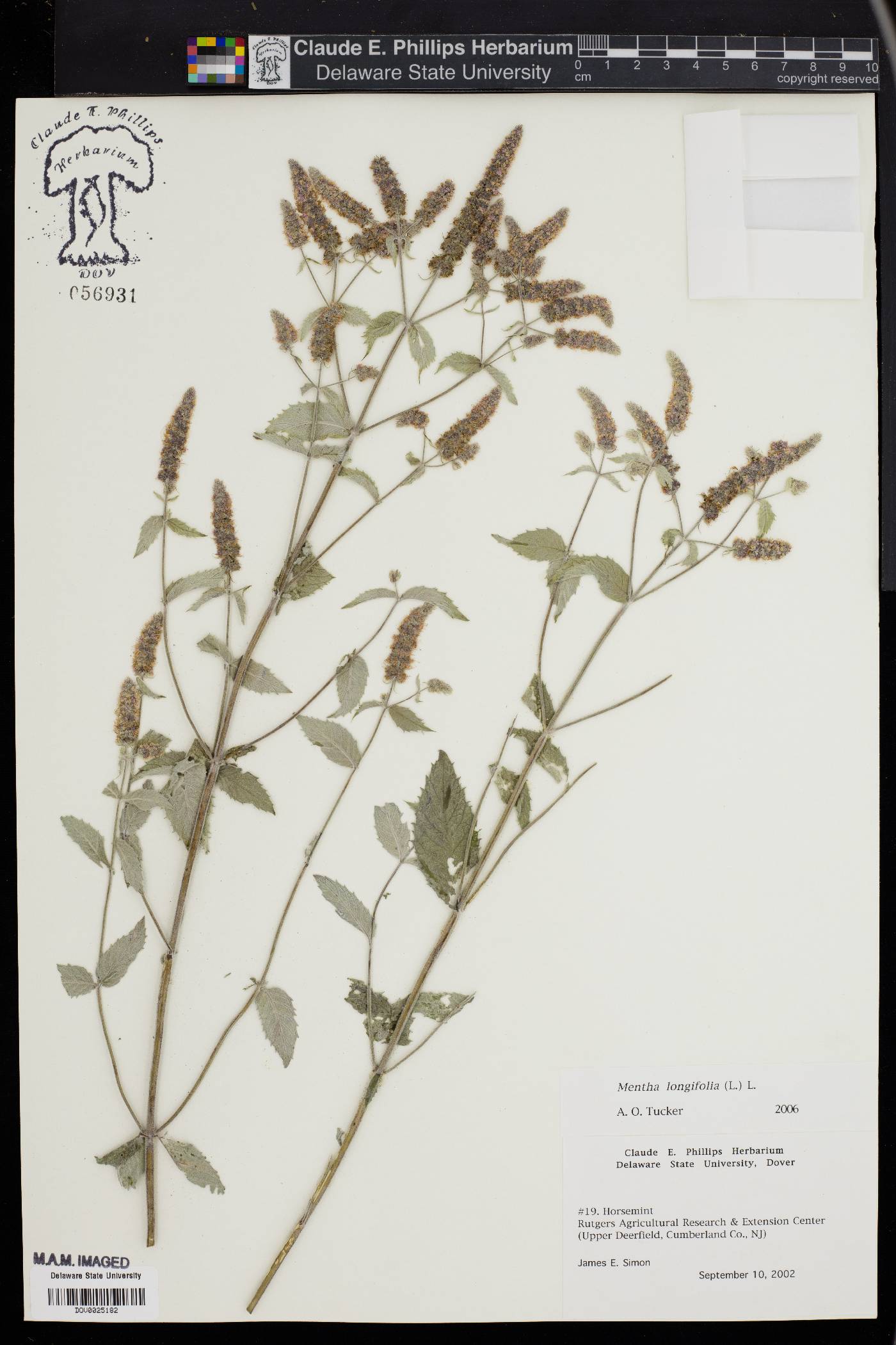 Mentha longifolia image