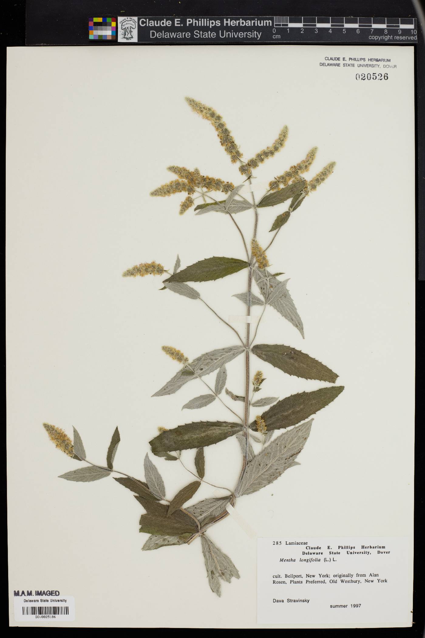 Mentha longifolia image