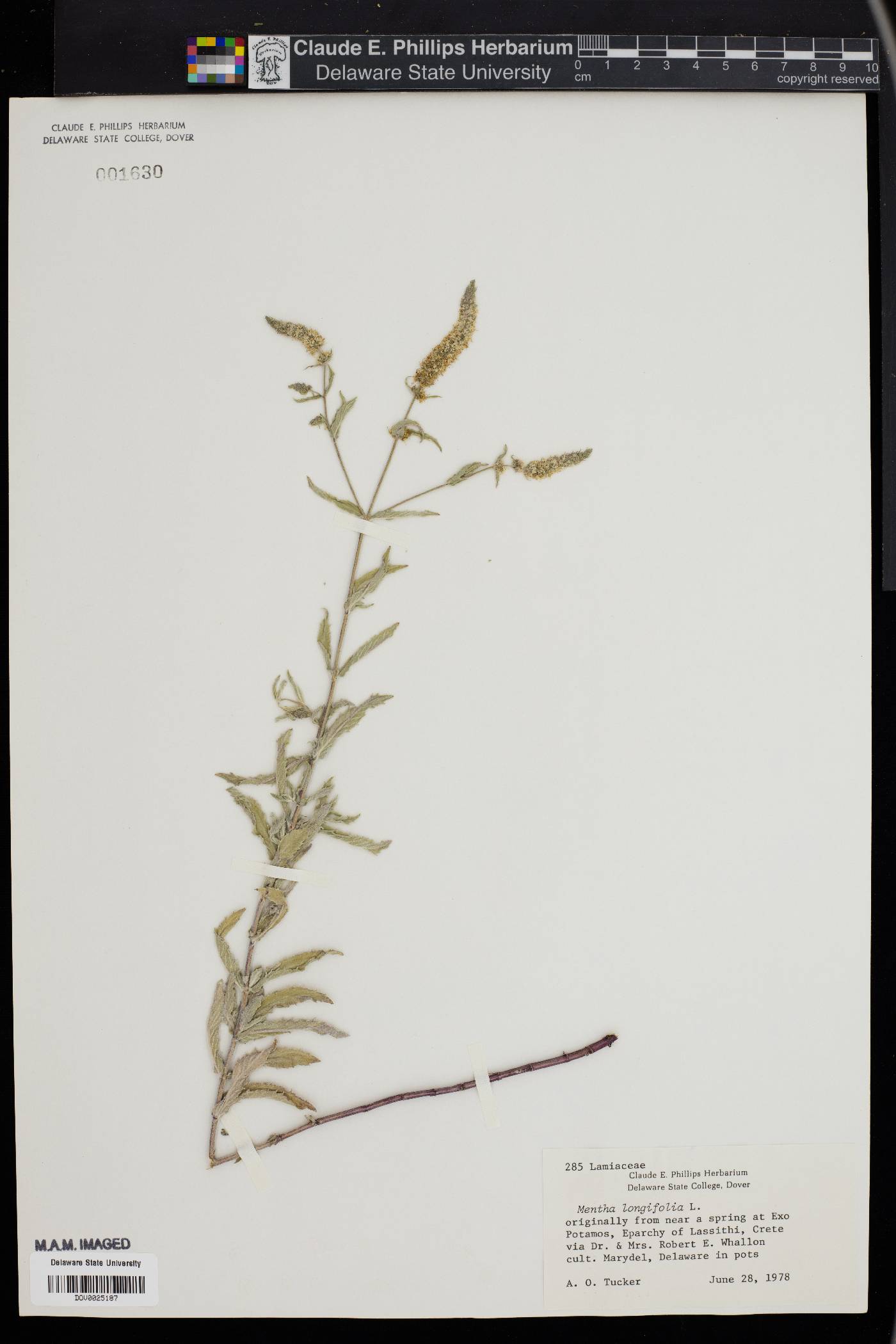 Mentha longifolia image