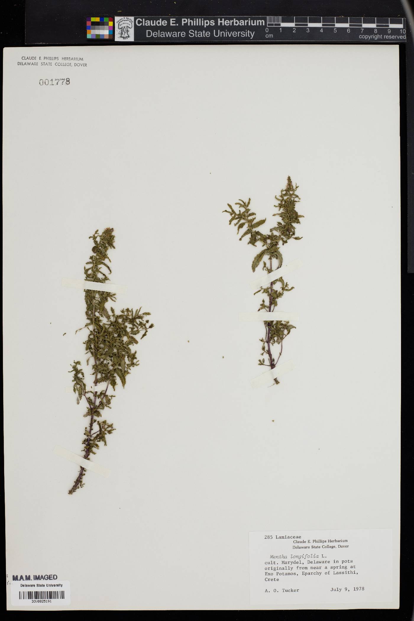 Mentha longifolia image