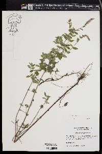 Mentha spicata image