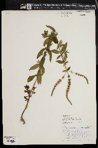 Mentha spicata image