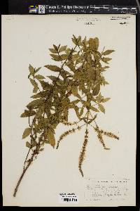 Mentha spicata image