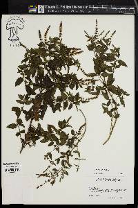 Mentha spicata image